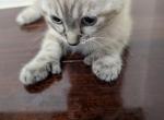 Polydactyl Siamese - Siamese Cat For Sale - 