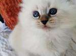 Bobby - Siberian Kitten For Sale - NJ&comma; US