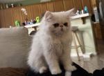 Bernard an All White Extreme Face Boy - Persian Kitten For Adoption - 