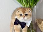 Woody - Scottish Fold Kitten For Sale - 