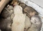 Black Silver Blue Tabby Parents - British Shorthair Kitten For Sale - Overland&comma; KS&comma; US
