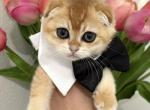 Buzz - Scottish Fold Kitten For Sale - 