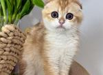 Bruno - Scottish Fold Kitten For Sale - 