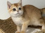 Felix - Scottish Straight Kitten For Sale - 