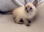 Loves to lick - Siamese Kitten For Sale - Vancouver&comma; WA&comma; US