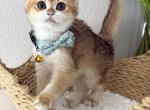Isabela - Scottish Straight Kitten For Sale - Jacksonville&comma; FL&comma; US