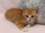 Handsome - Domestic Kitten For Sale - Vancouver&comma; WA&comma; US