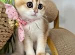Luisa - Scottish Fold Kitten For Sale - Jacksonville&comma; FL&comma; US