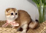 DOLORES - Scottish Fold Kitten For Sale - Jacksonville&comma; FL&comma; US