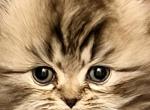 Prince - Persian Kitten For Sale - 