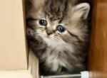 Tikka - Persian Kitten For Sale - 