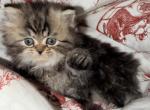 Toby - Persian Kitten For Sale - 