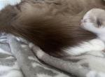 Cinnamon - Ragdoll Kitten For Sale - Gardnerville&comma; NV&comma; US