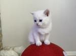 White straight - Scottish Straight Kitten For Sale - Buffalo&comma; NY&comma; US