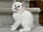 Pickle - Ragdoll Kitten For Sale - Newark&comma; DE&comma; US