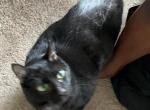 Hoho - Domestic Cat For Adoption - Richmond&comma; VA&comma; US