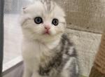 Wednesday - Scottish Fold Kitten For Sale - Longview&comma; TX&comma; US