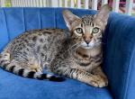 Kidd - Savannah Kitten For Sale - Bradenton&comma; FL&comma; US