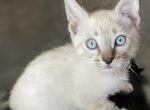 Snow Seal Lynx Bengals Blue eyes - Bengal Kitten For Sale - Marysville&comma; WA&comma; US