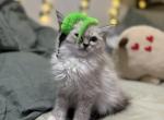 Rue - Ragdoll Kitten For Sale - New York&comma; NY&comma; US