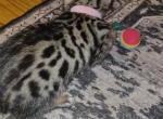 Mira The Silver Tarnish Bengal - Bengal Kitten For Sale - Haltom City&comma; TX&comma; US