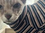 Rocky - Domestic Cat For Adoption - Deland&comma; FL&comma; US