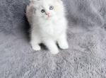 Honey - Ragdoll Kitten For Sale - NC&comma; US