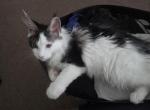 2 males for sale - Maine Coon Kitten For Sale - Rochester&comma; NH&comma; US