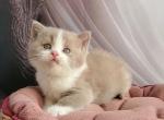 Usik - British Shorthair Kitten For Sale - Pembroke Pines&comma; FL&comma; US