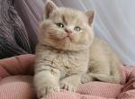 Ulysses - British Shorthair Kitten For Sale - Pembroke Pines&comma; FL&comma; US