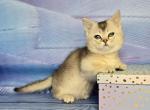 Rambo - Munchkin Kitten For Sale - Pembroke Pines&comma; FL&comma; US