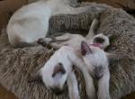 Siamese kittens - Siamese Kitten For Sale - Townsend&comma; DE&comma; US