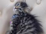 Beautiful kittens ready for a home - American Longhair Kitten For Sale - Dearborn Heights&comma; MI&comma; US