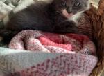 Grey Males - Domestic Kitten For Adoption - Port Charlotte&comma; FL&comma; US
