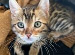AMO - Bengal Kitten For Sale - Brooklyn Park&comma; MN&comma; US