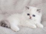 Cloud - Persian Kitten For Sale - Bourbonnais&comma; IL&comma; US