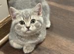 Scottish Straight male - Scottish Straight Kitten For Sale - Maple Grove&comma; MN&comma; US