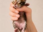 Mufasa from Lion King Litter - Siberian Kitten For Sale - Belchertown&comma; MA&comma; US