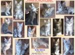 Mrs Kitty And Keeper - Maine Coon Kitten For Sale - KY&comma; US