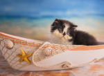 Sugar's Star - Exotic Kitten For Sale - 