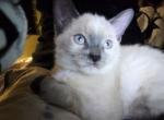Little girl - Siamese Kitten For Sale - Sidney&comma; IL&comma; US