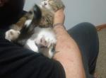 Carmel - Domestic Cat For Adoption - Moorhead&comma; MN&comma; US