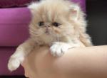 Baby Cream - Persian Kitten For Sale - 