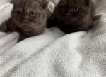 Brown Scottish Fold kittens - Scottish Straight Kitten For Sale - Tacoma&comma; WA&comma; US