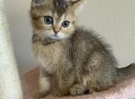 Oliver Scottish kitten - Scottish Straight Kitten For Sale - Tacoma&comma; WA&comma; US