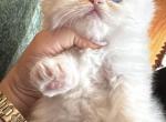 Baby Peace - Persian Kitten For Sale - 