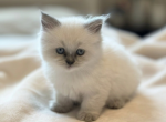 Ariel Spring Litter G - Himalayan Kitten For Sale - Tampa&comma; FL&comma; US