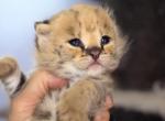Savannah Boy  Gorgeous  Big size - Savannah Kitten For Sale - Grant Valkaria&comma; FL&comma; US