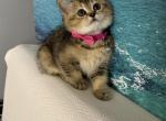 Chanel - Scottish Straight Kitten For Sale - Rolling Mdws&comma; IL&comma; US
