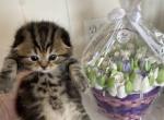 Theo - Scottish Fold Kitten For Sale - Rolling Mdws&comma; IL&comma; US